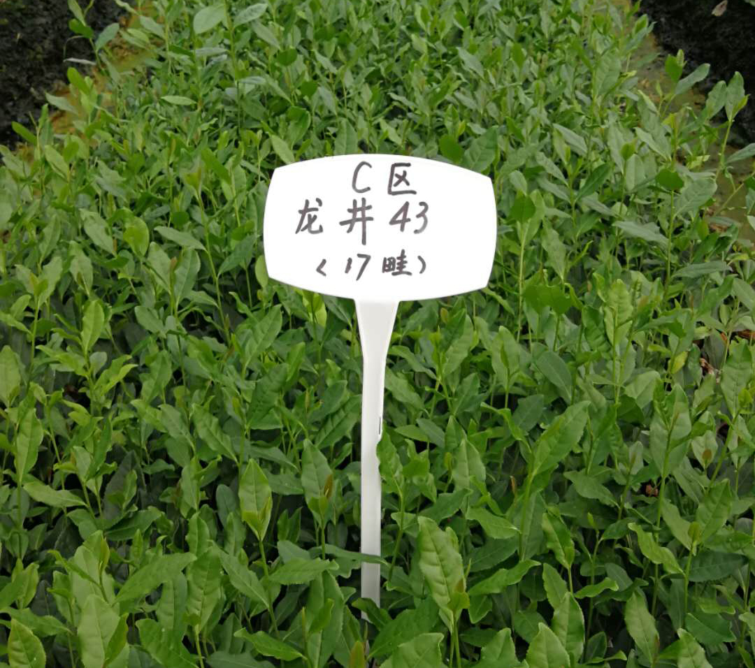 雨量對茶葉的影響？